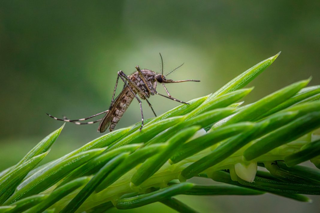 Nyamuk Aedes aegypti penular demam berdarah dengue