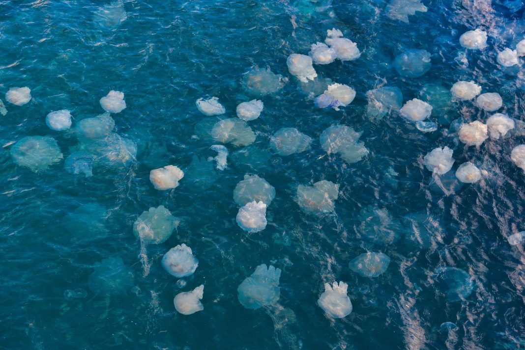 Ubur-ubur di perairan laut Nusa Tenggara Timur