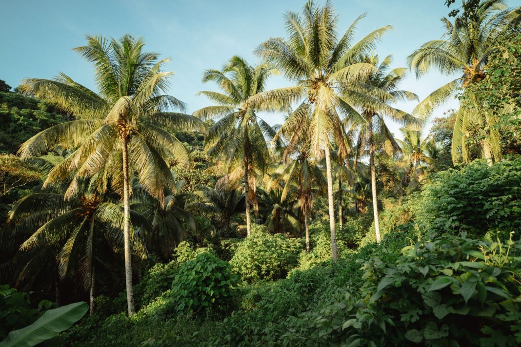Hutan tropis Taman Nasional Laiwangi Wanggameti di Sumba, Nusa Tenggara Timur