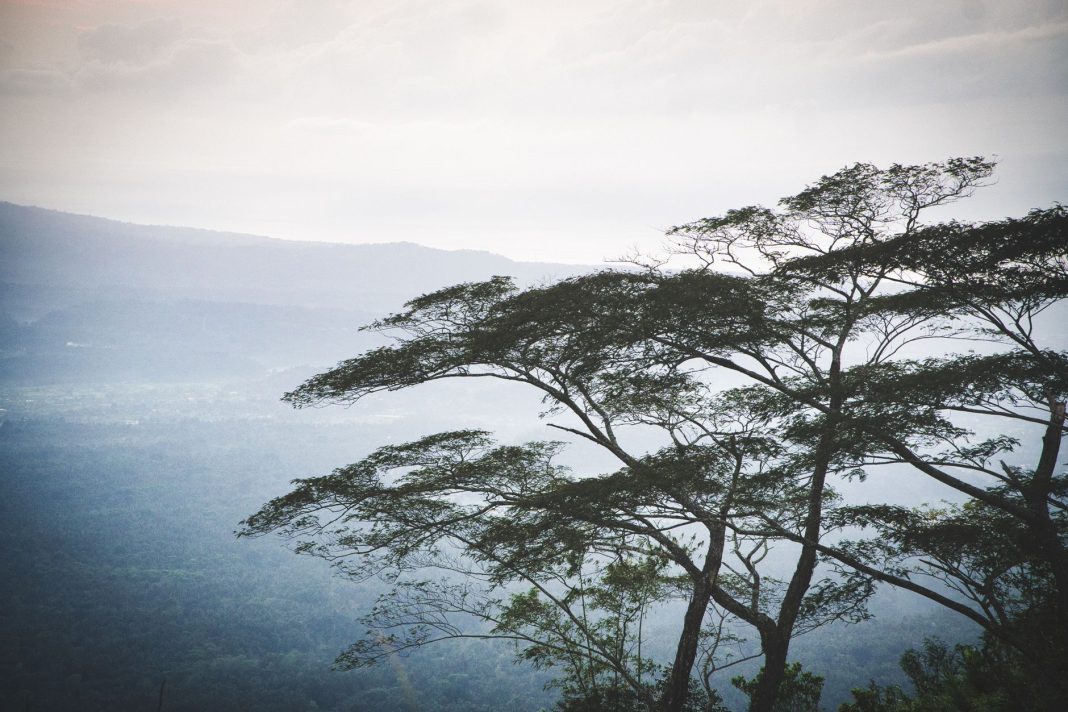 Hutan cemara Gunung Mutis di Timor Tengah Selatan, NTT