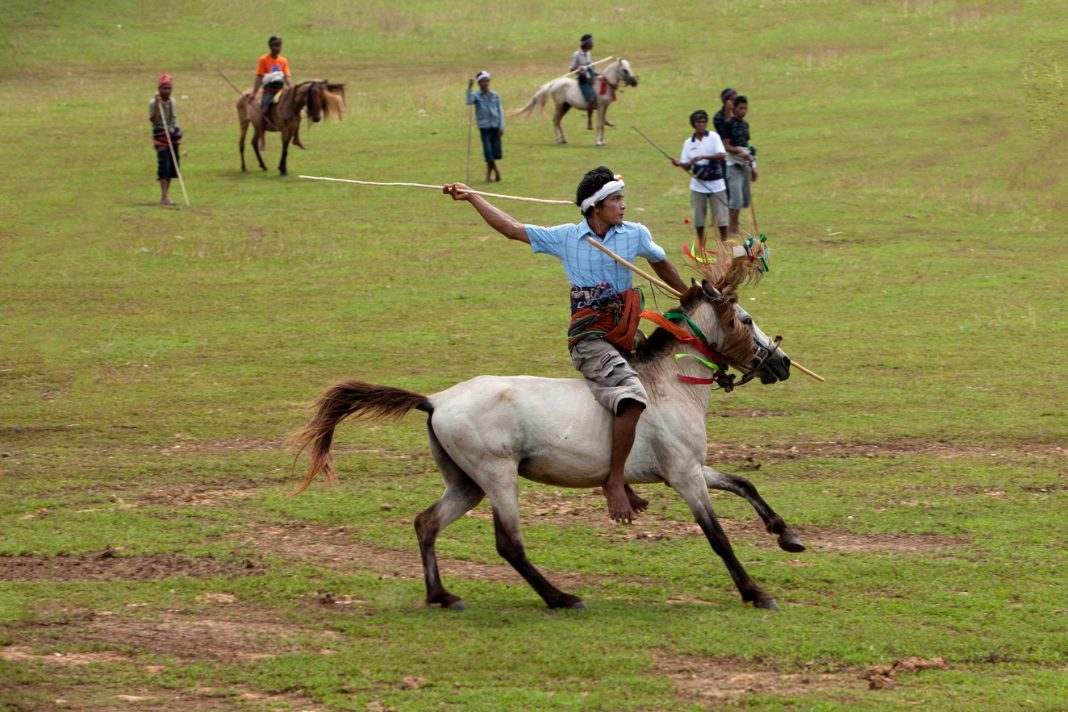Kuda sandelwood berlari di padang sabana Sumba, Nusa Tenggara Timur