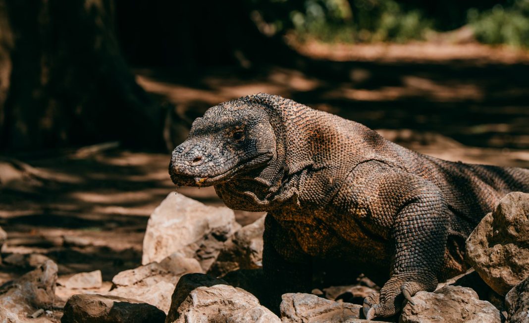 Pantai berpasir merah muda di kawasan Taman Nasional Komodo