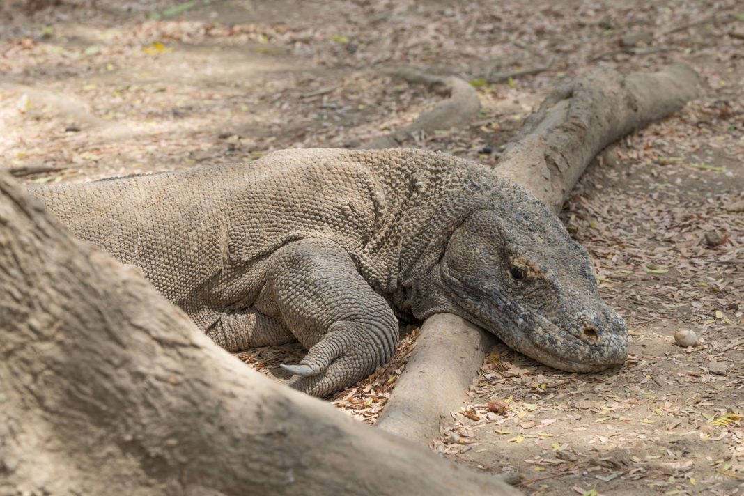 Perbukitan Gili Lawa Darat dengan panorama laut selat Komodo di Labuan Bajo NTT