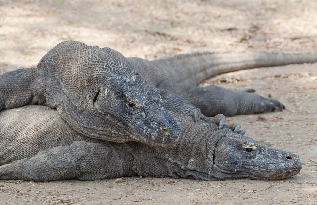 Biawak komodo berjalan di sabana Pulau Komodo, Taman Nasional Komodo, NTT